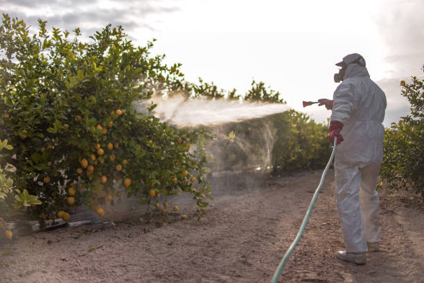 Best Emergency Pest Control  in Hillsborough, CA